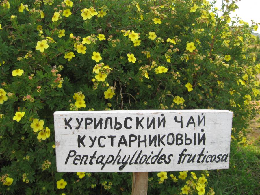 Ботанический сад с табличками и названиями растений по латыни