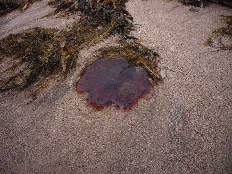 На берегу мы видели много различных медуз