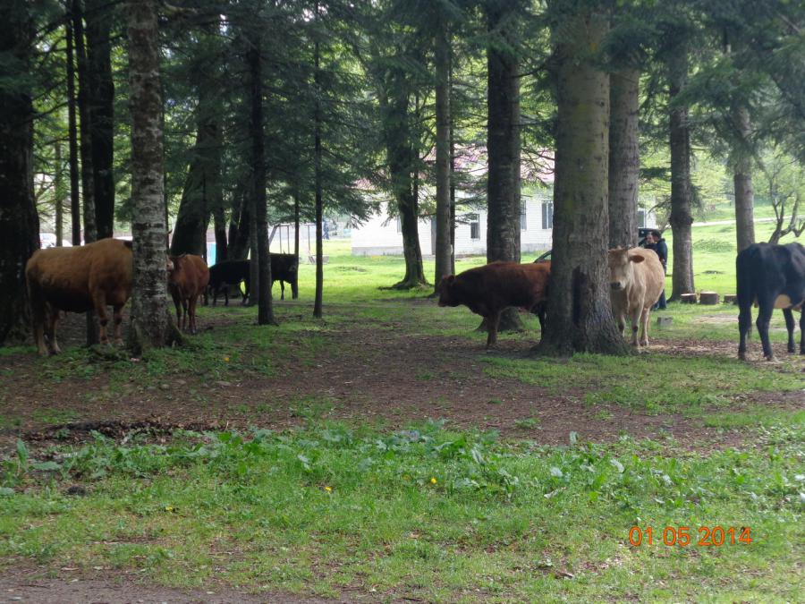 Коровы сновали между нашими палатками, как у себя дома. Впрочем они и были у себя дома.