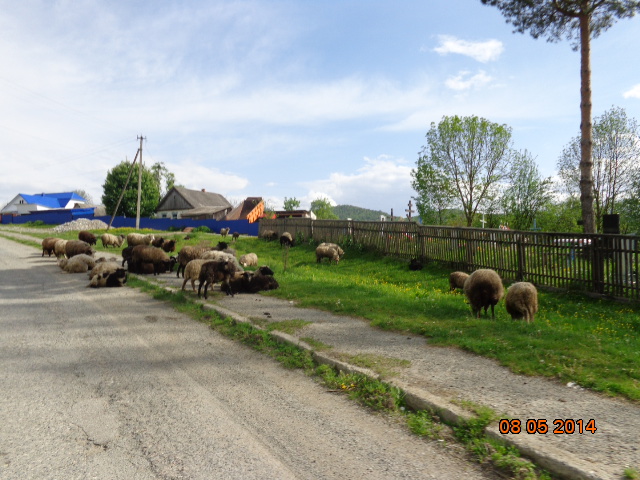 Овцы на дороге - обычное явление