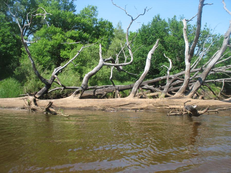 Благодаря низкой воде мы увидели скелет реки, оголилось большое количество затопленных дубов. Мы продвигались по реке, как по сказочной тропинке.
