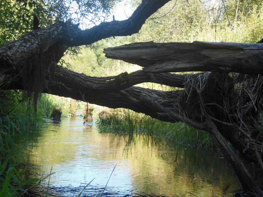 Черница в верховьях изобилует завалами. Деревья лежат в русле даже там где река проходит в стороне от леса.