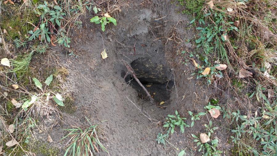 У дороги в земле обнаружили немного разрушенное, но обитаемое гнездо ос.