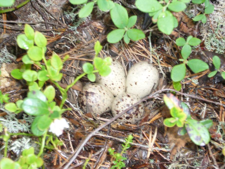 Гнездо с яйцами у тропы