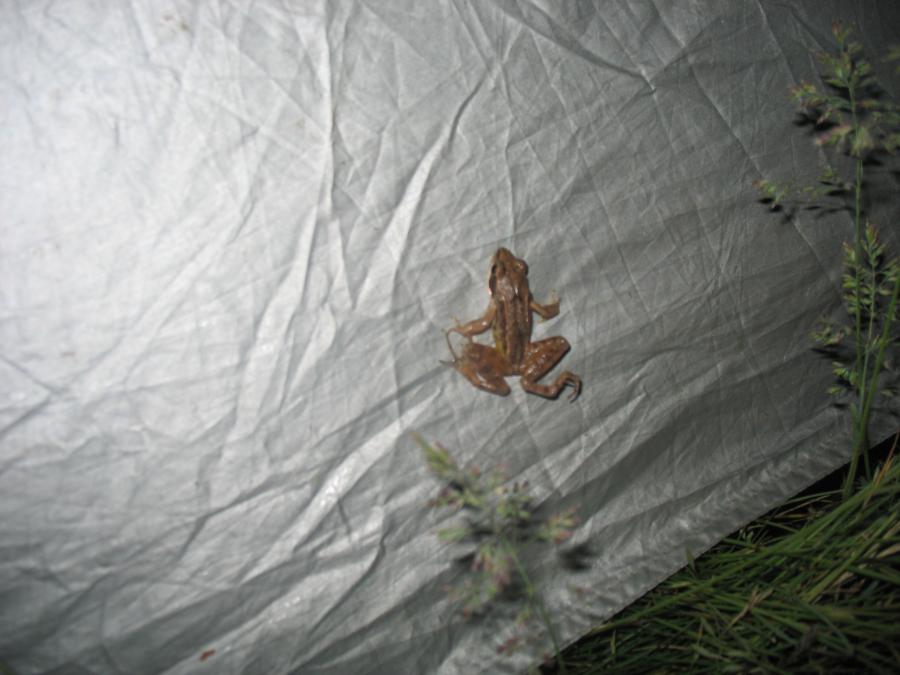 Этой лягушке чем то приглянулась наша палатка и она в течении 10минут настойчиво пыталась на неё взобраться.