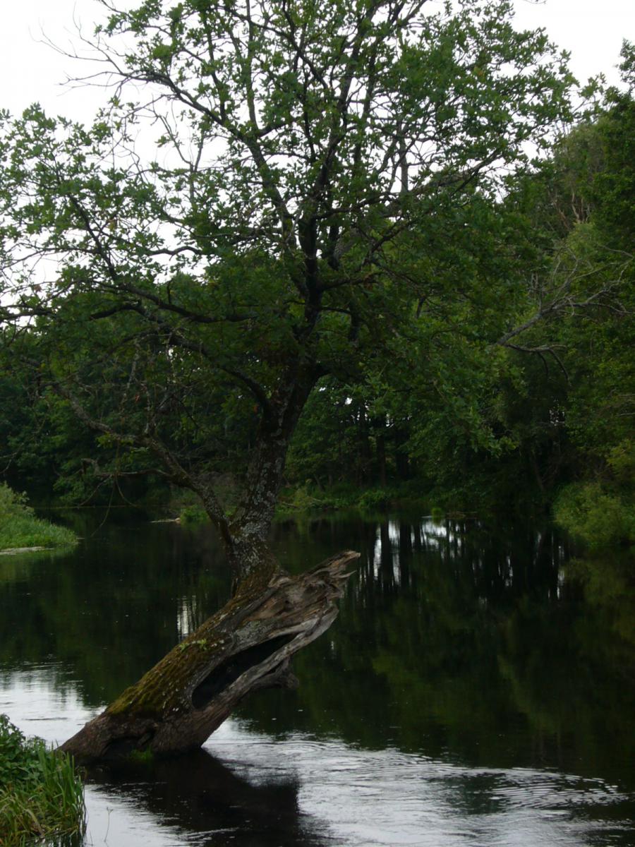 Дерево постепенно уходит под воду